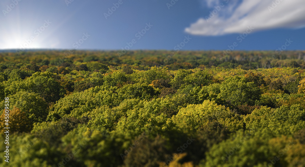 Obraz premium forest/fall