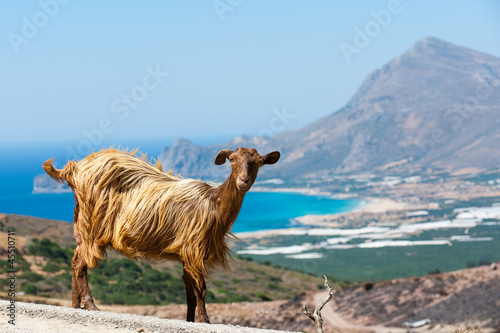 Ziege/Goat auf Kreta