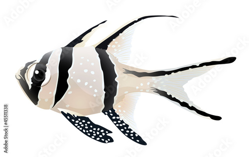 Banggai cardinalfish photo