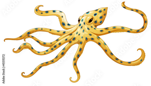 Blue-ringed octopus