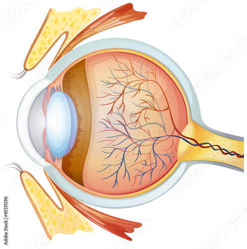 Human eye cross section