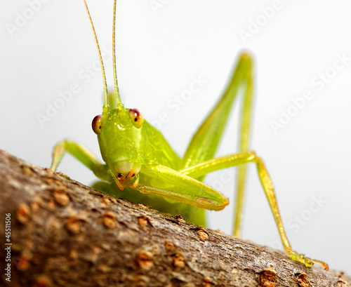 katydid preening