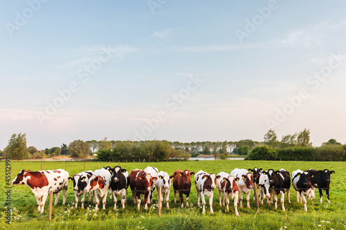 Large row of Dutch milk cows with a river in the back