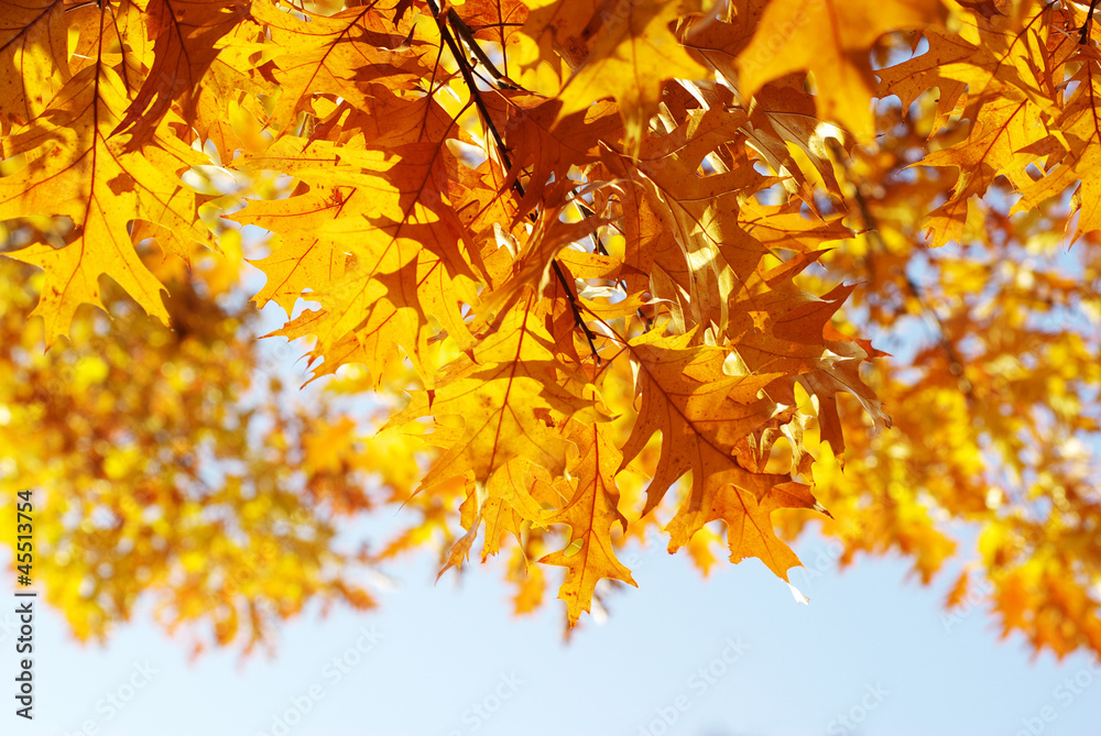 autumn autumn