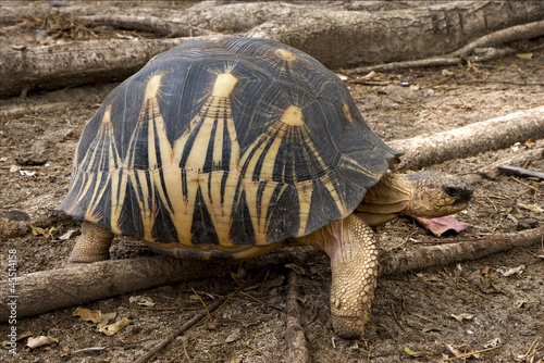 turtle in madagascar photo