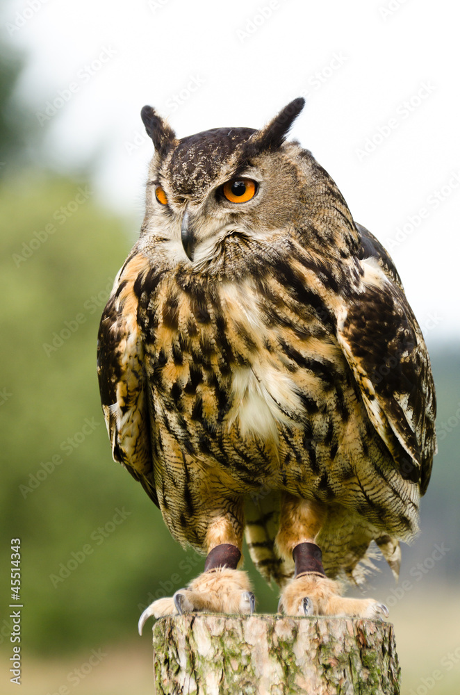 Fototapeta premium Eurasian Eagle Owl on log