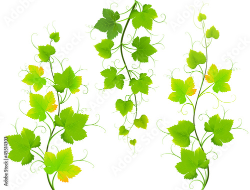 Grape leaves. Vector EPS8