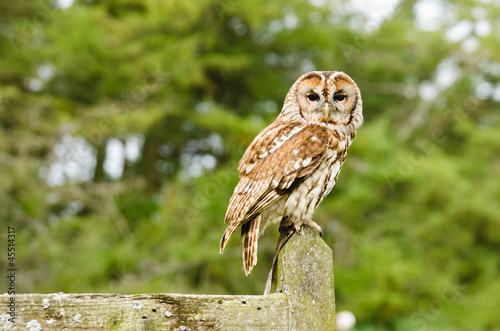 Tawny Owl on fence photo