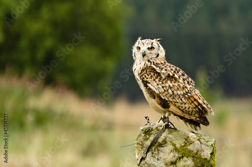 Indian Eagle Owl on rock
