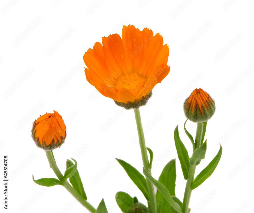 Naklejka premium Herb marigold calendula folk medicine isolated