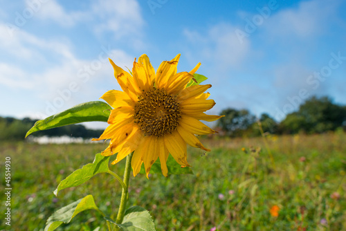 Sunflower in a field in autumn