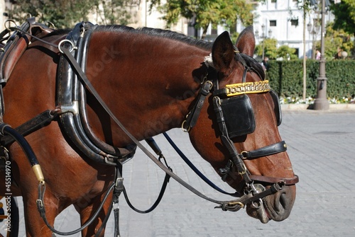 Horse with bridle, Seville, Spain © Arena Photo UK © arenaphotouk