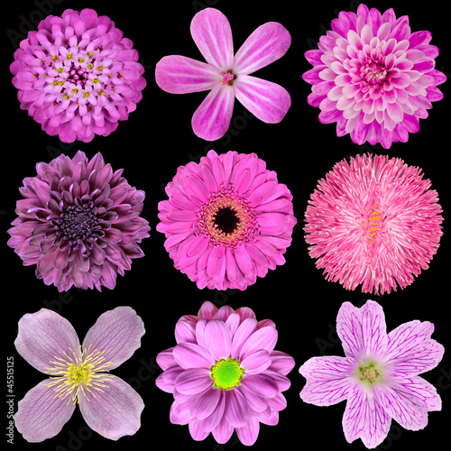 Various Pink  Purple  Red Flowers Isolated on Black Background