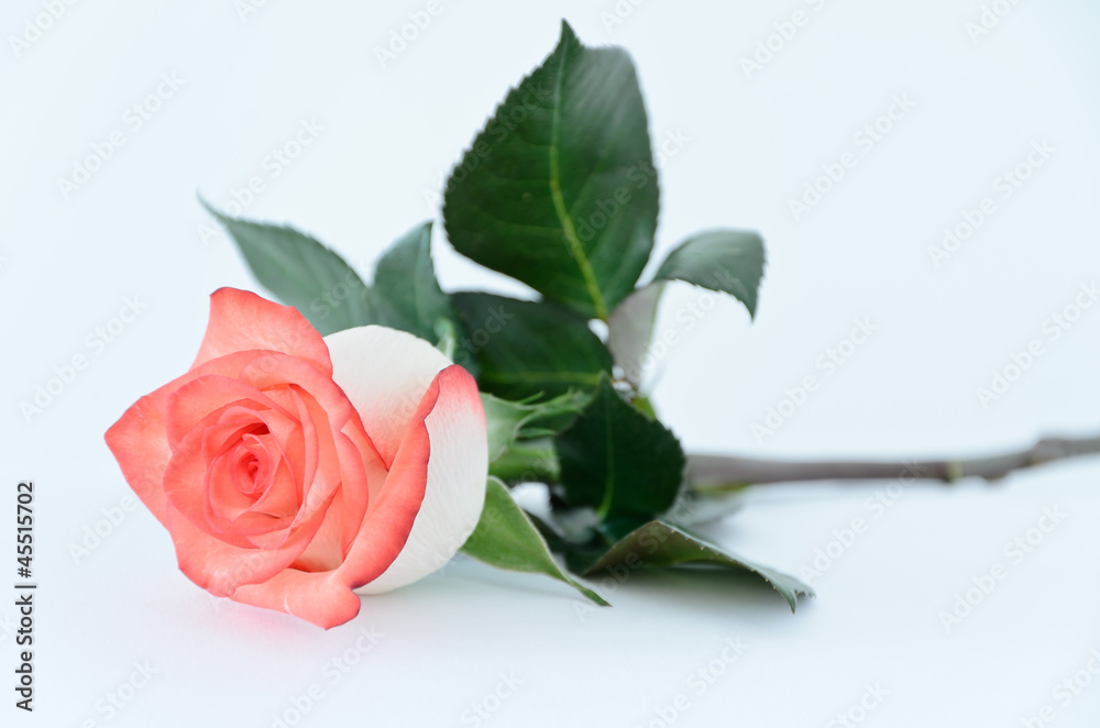 Fototapeta premium Rose