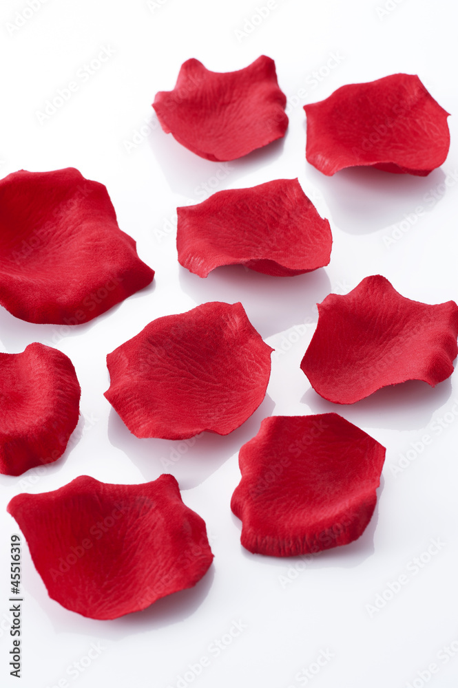 Fototapeta premium 白背景に薔薇の花びら