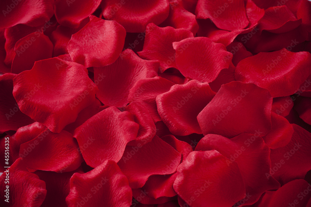 薔薇の花びらのクローズアップ 薔薇の花びらのクローズアップ