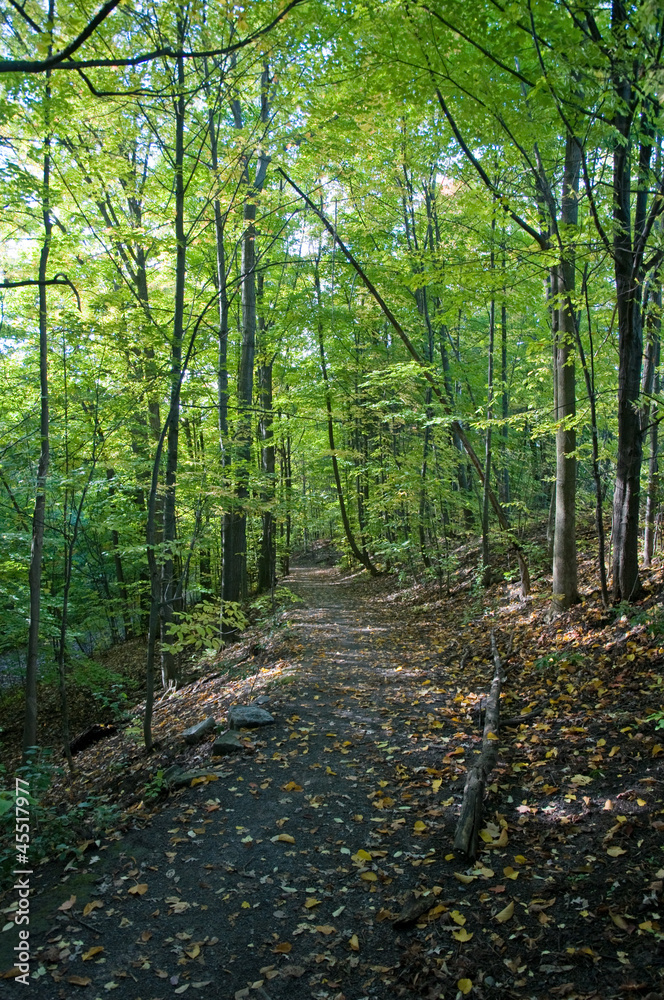 path in forest path in forest