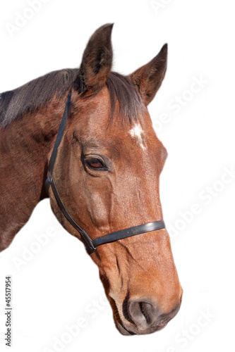 Head of Chestnut Horse © Sally Wallis