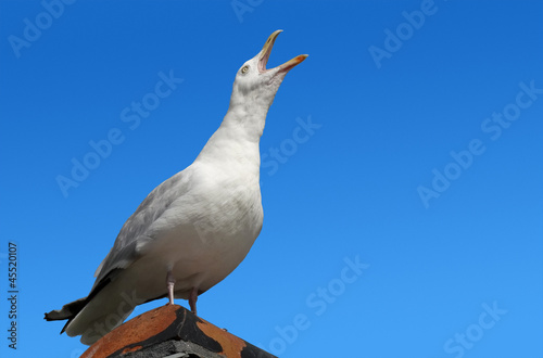 Obraz na plátne Squawking seagull on rooftop beak wide open.