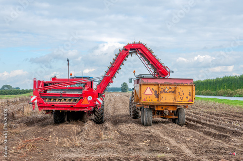 Harvesting potatoes photo