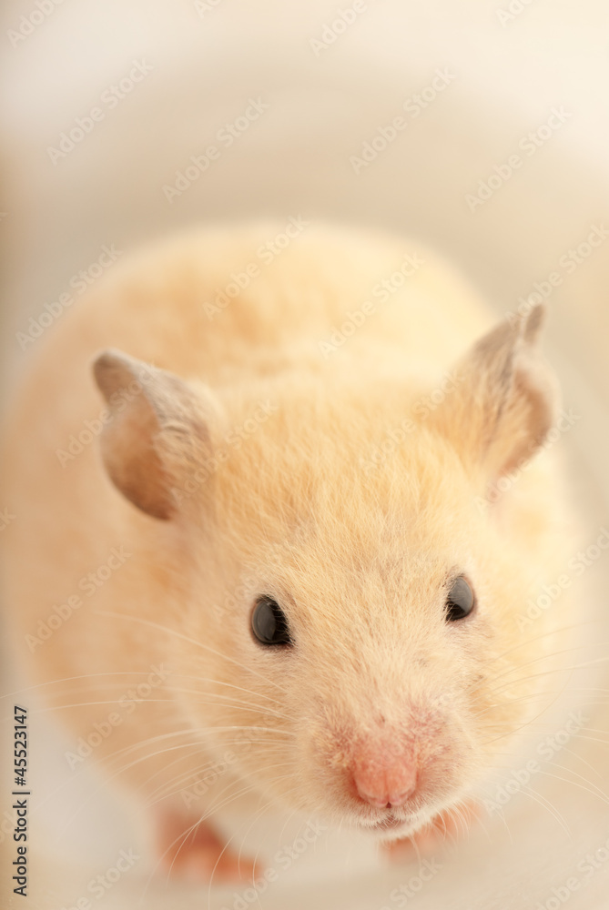Roaming mouse Roaming mouse