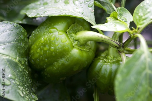Green bell pepper and leaves covered with water drops photo