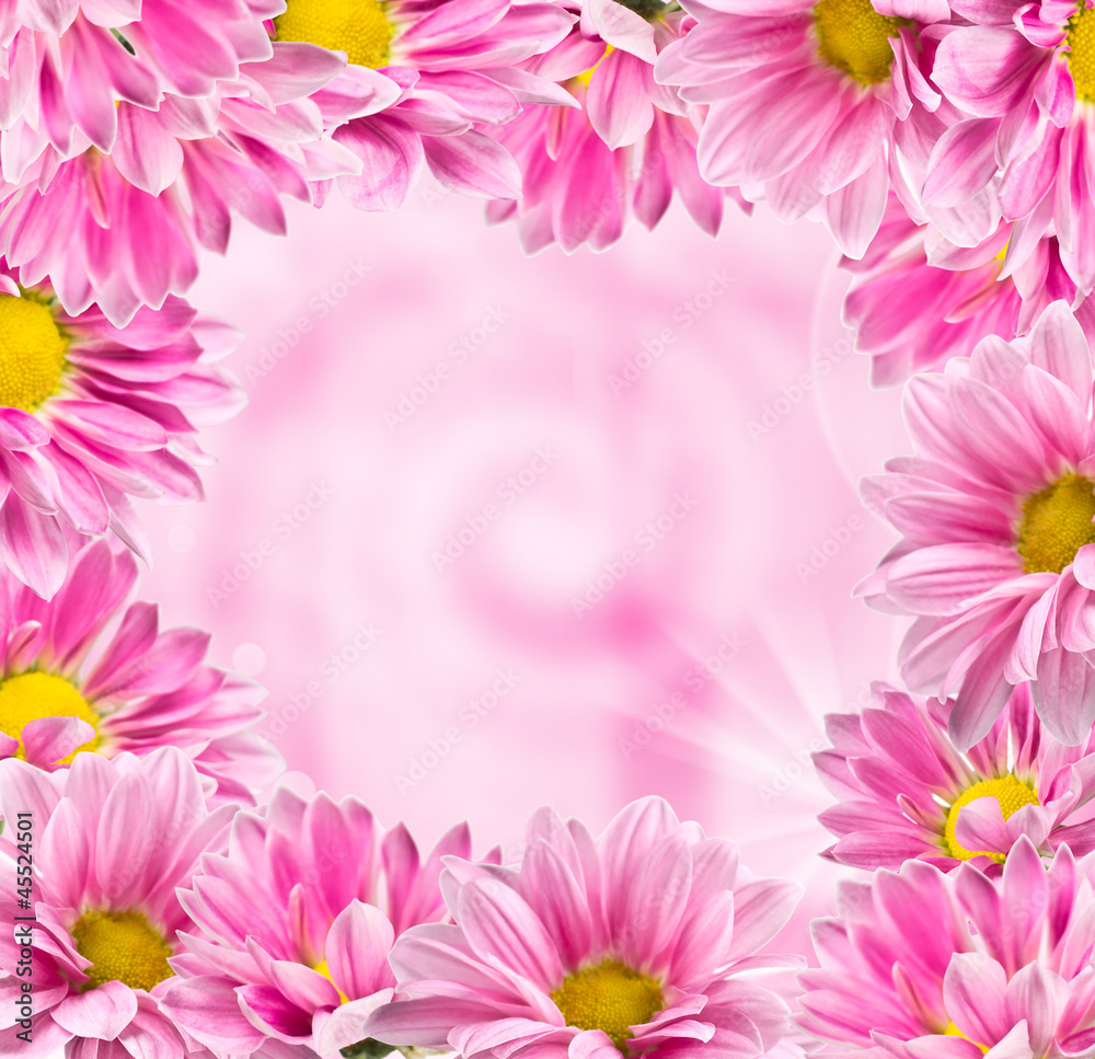 Framed color pink chrysanthemums