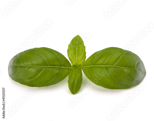 Sweet basil leaves