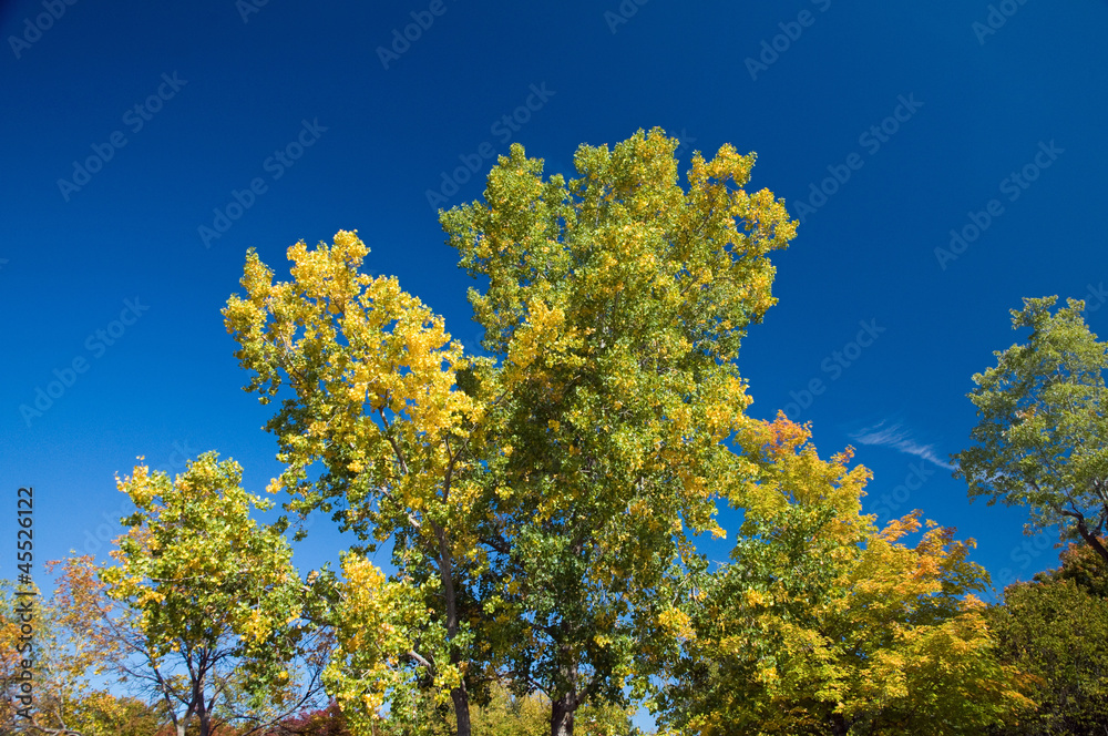 Fototapeta premium Yellow trees in fall