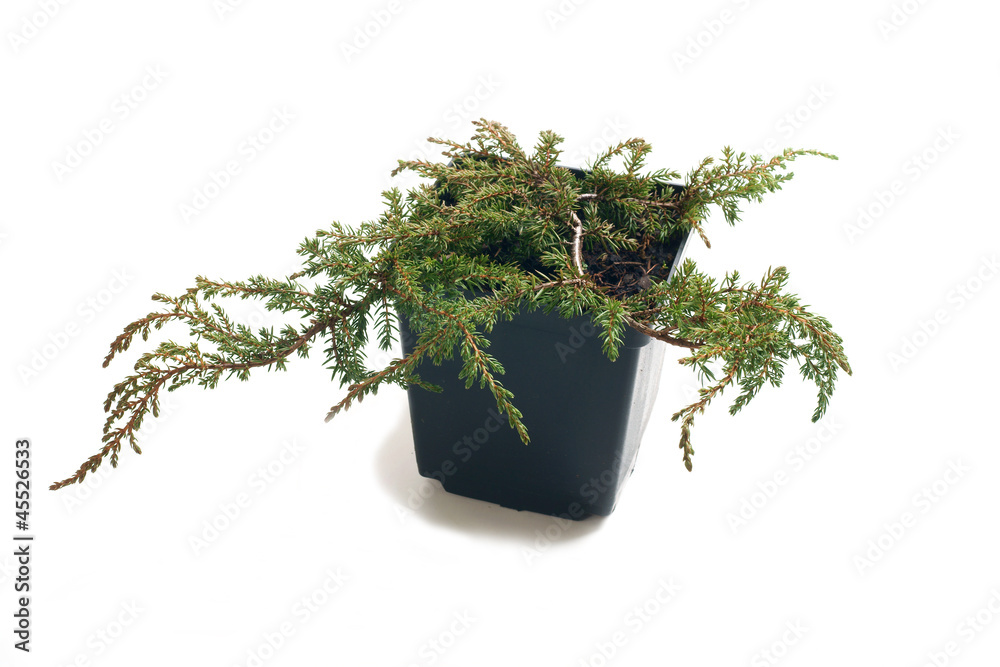 Juniperus communis Green Carpet - obrazy, fototapety, plakaty 