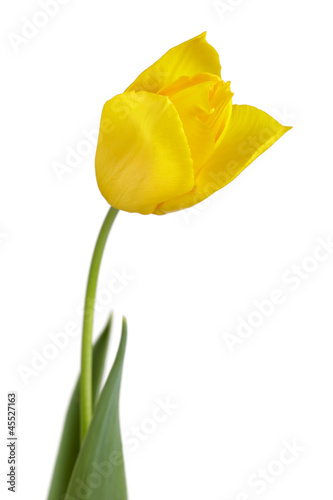 Fototapeta Naklejka Na Ścianę i Meble -  Yellow tulip flower
