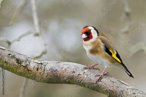 Goldfinch (Carduelis-carduelis) © chris2766