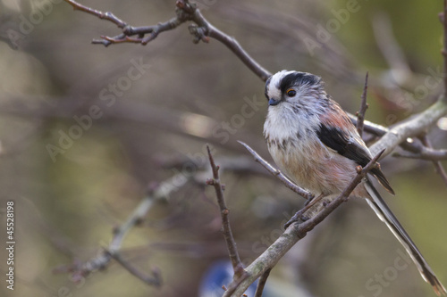 Long-tailed Tit (Aegithalos caudatus)