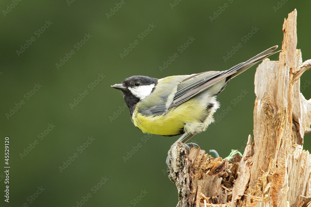 Fototapeta premium Kohlmeise (Parus major)
