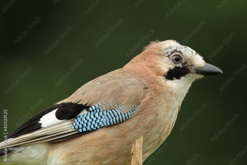 Fototapeta premium Eichelhäher (Garrulus glandarius)