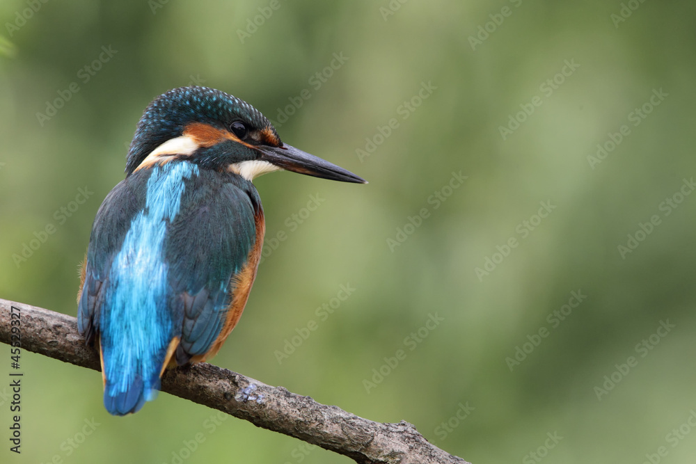 Fototapeta premium Eisvogel (Alcedo atthis)
