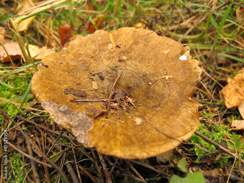 Ugly Milk-cap (Lactarius necator) mushroom in the autumn forest photo