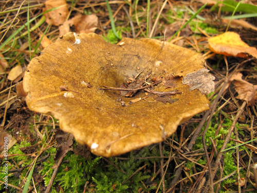 Ugly Milk-cap (Lactarius necator) mushroom in the autumn forest photo