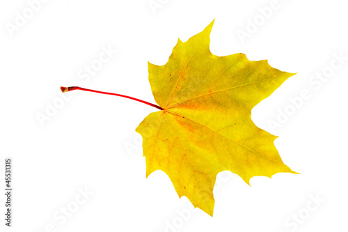 yellow  maple leaf