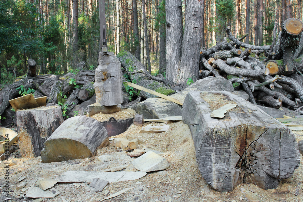 Fototapeta premium Ruthless felling of old age-old pine forest