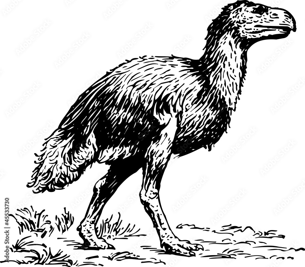 Big dodo Big dodo
