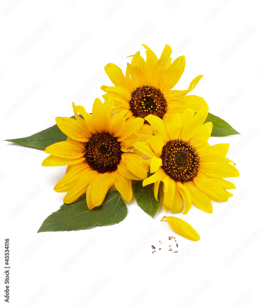 Obraz premium Three Sunflowers