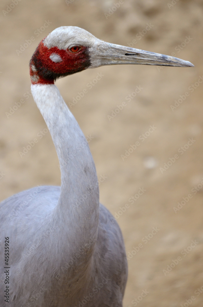 Portrait of sarus crane (Grus antigone)
