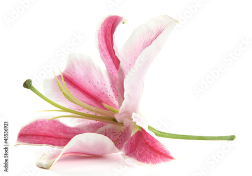 Fototapeta Naklejka Na Ścianę i Meble -  beautiful pink lily, isolated on white