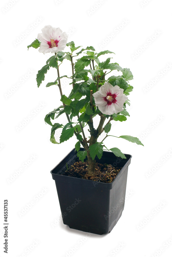 Hibiscus syr. Monstrosus in a pot isolated on white