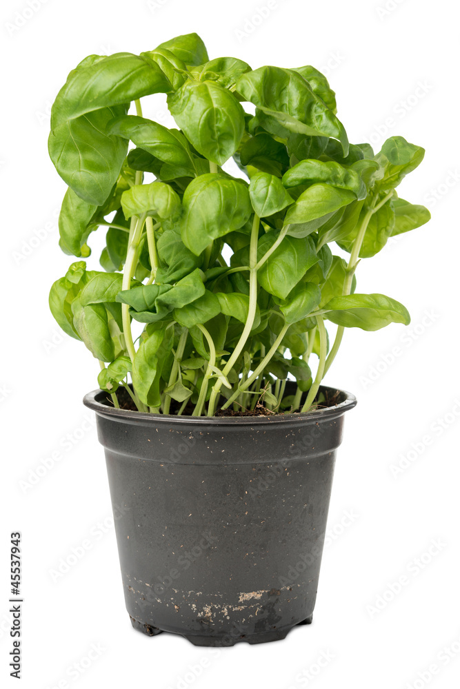 Fresh basil in pot