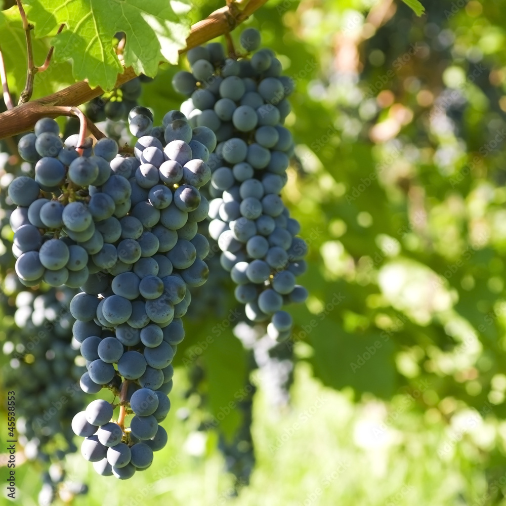 Several bunches of ripe grapes on the vine (selective focus)