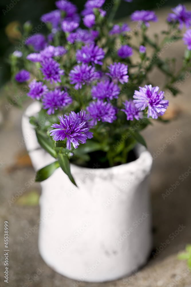 Bouquet of asters Bouquet of asters