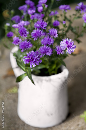 Wallpaper Mural Bouquet of asters Torontodigital.ca