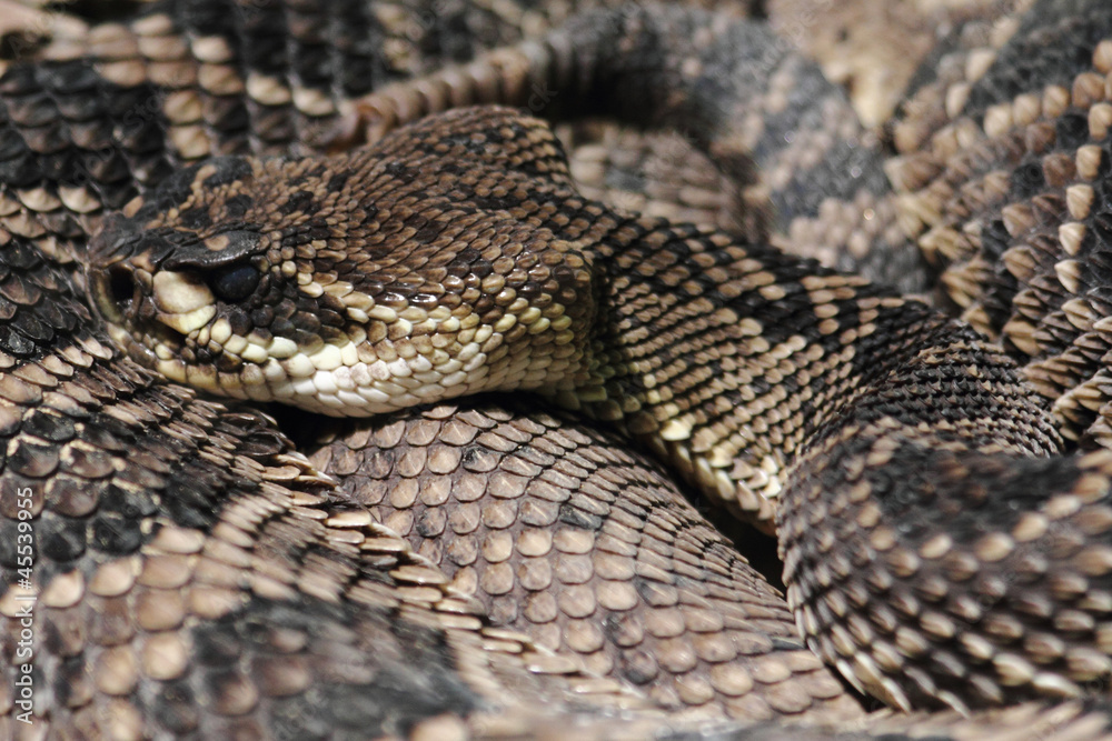 rattlesnake rattlesnake